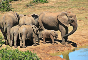 Elephant
