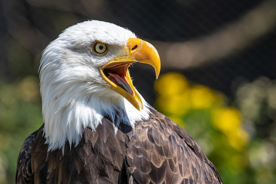 bald eagle